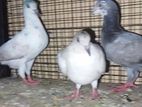 Pigeons