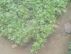 ඇබරැල්ල පැළ ( Abarella plants )