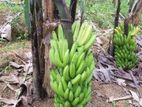 ඇම්බුම් කෙසෙල් පැළ( Banana plants )