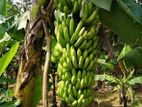 ඇම්බුම් කෙසෙල් පැළ( Banana plants )