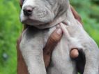 American Bully Puppies