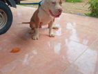 American Bully Puppy