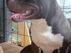 American Bully Dog