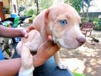 American Bully Puppies