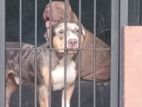 American Bully Puppies
