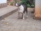 American Bully Puppies