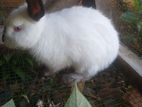 Angora Rabbit
