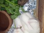 Rabbits