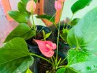 ඇන්තුරීයම් පැල