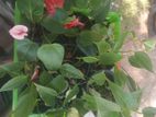ඇන්තුරියම් මල් පැල