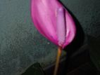 ඇන්තුරියමි පැල