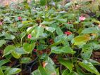 ඇන්තූරියම්