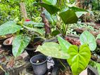 ඇන්තූරියම් මල් පැල