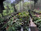 ඇන්තූරියම් මල් පැල සමග Net House