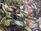 ඇන්තූරියම් මල් පැල