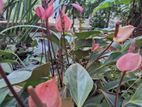 ඇන්තූරියම් පැල