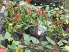 ඇන්තූරියම්