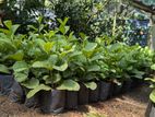 ඇපල් පේර