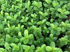 Apple Ber Plant