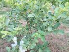 ඇපල් පේර පැල