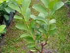ඇපල් පේර පැළ