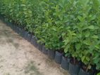 ඇපල් පේර පැළ (Guava plants)