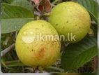 ඇපල් පේරා පැළ /Guava Plants