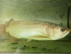 Arawona Fish