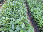 ඇරබිකා කෝපි පැල ( arabica coffee )