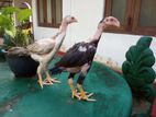 ඇසීල් පැටව්න්