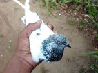 ඇතිකරන පරවි