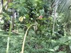 (AF076) 45 P Land sale at Facing Boralugoda Road Pore Aturugiriya