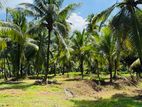 (AF329) 27-Acre Coconut Estate for Sale in Pannala