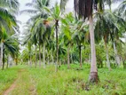 (AFA149) 43 Acre Land Sale at Pallama Off Chilaw, North Western Province