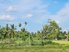 (AFA198) Paddy Field Facing 88P Land for Sale -Homagama