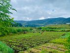 (AFA199) 58P Land for Sale in Nuwara Eliya Hills