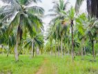 (AFA202) 43 Acre Land Sale At Pallama off Chilaw, North Western Province