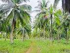 (AFA202) 43 Acre Land Sale At Pallama off Chilaw, North Western Province