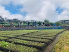 (AFA265) 58 Perches Land in Nuwara Eliya Hills
