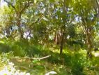 (AFA275) Beach Facing 240 Perch Land Sale At Mawella Dickwella