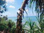 (AFA275) Beach Facing 240 Perch Land Sale At Mawella Dickwella