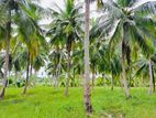 (AFA444) 10 Acre Land Sale At Pallama off Chilaw, North Western Province