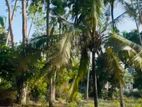 (AFA502) 132 P Beach Facing Land Sale At Hiriketiya Dickwella