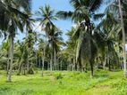 (AFA570) 27-Acre Coconut Estate for Sale in Pannala