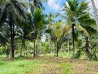 (AFA570) 27-Acre Coconut Estate for Sale in Pannala