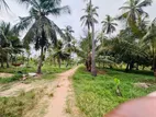 (AFA571) 10 Acre Coconut Estate for Sale in Attaweilwa Puttalam