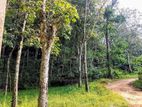 (AFA721) 19 Acres Land for sale in NEBODA-MATUGAMA