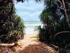 (AFA728) 147.25 P Beach Facing Land Sale At Kahadamodara Rekewa Ranna