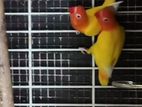 Love Birds