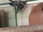 Afican Bird